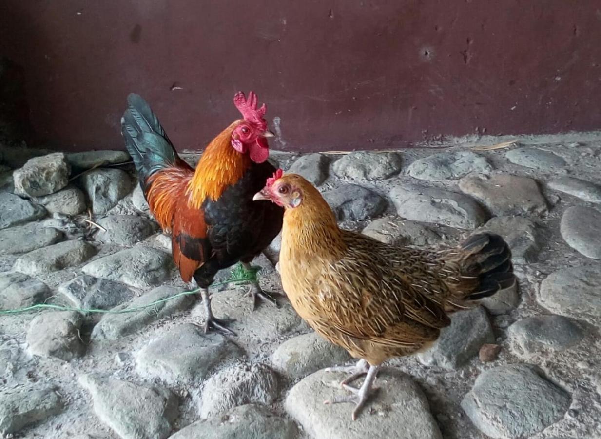 نزل Calarcáفي Finca Turistica Santa Clara المظهر الخارجي الصورة
