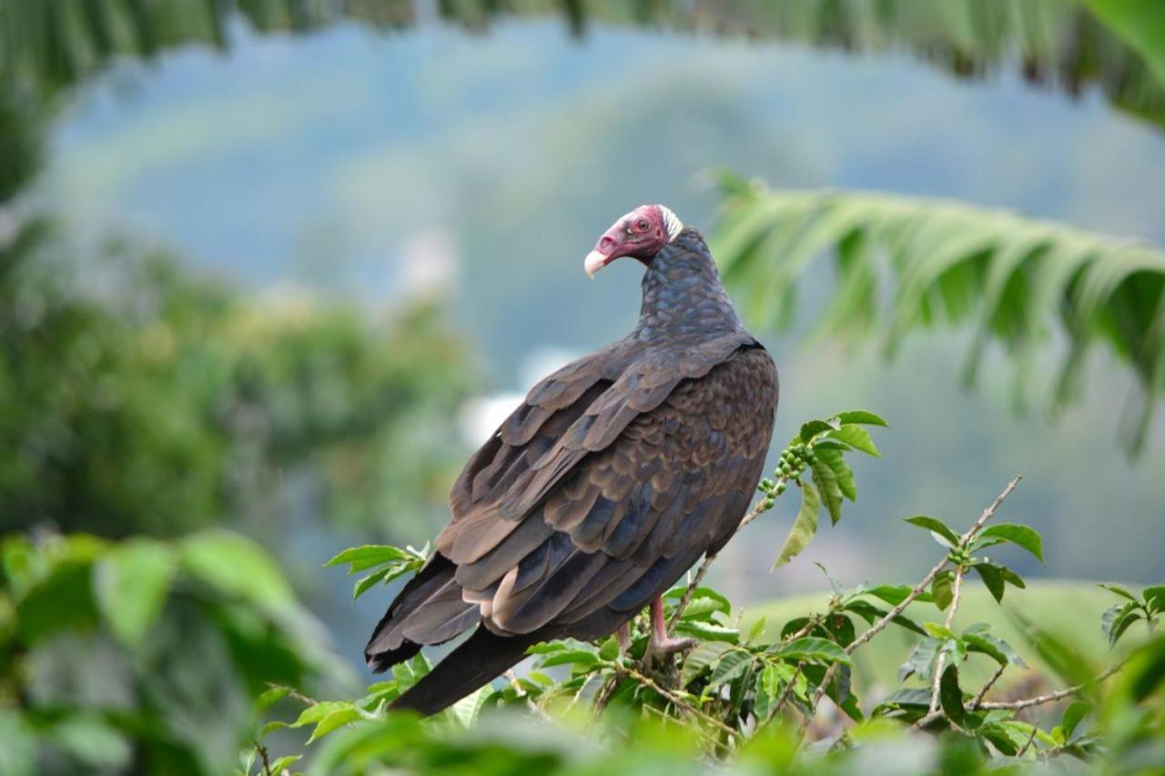 نزل Calarcáفي Finca Turistica Santa Clara المظهر الخارجي الصورة